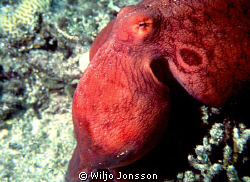 Octopus at Aqaba Bay by Wiljo Jonsson 
